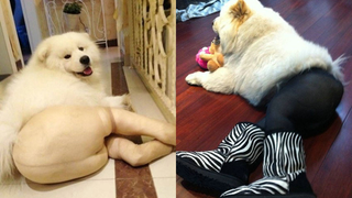 Illustration for article titled "Dogs Wearing Pantyhose" Is Now a Thing in China